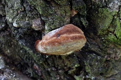 Phellinus pomaceus