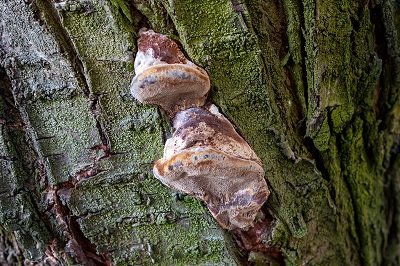 phellinus-pomaceus