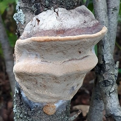 phellinus-pomaceus