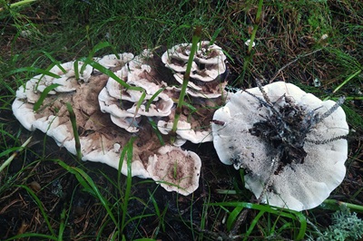 phellodon-confluens1