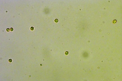 phellodon-confluens10