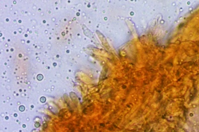 phellodon-confluens12