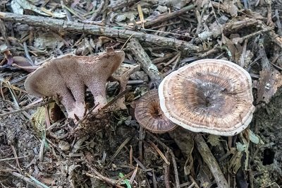 Phellodon tomentosus