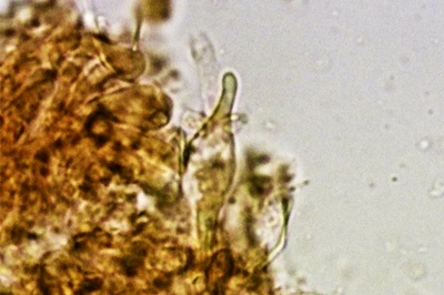 phlebia-tremellosa12