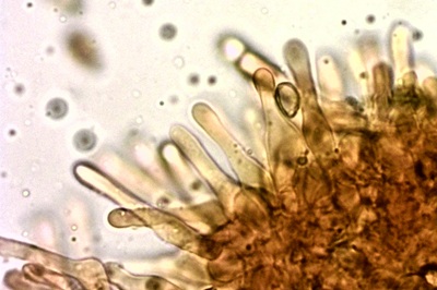 phlegmacium-triumphans12