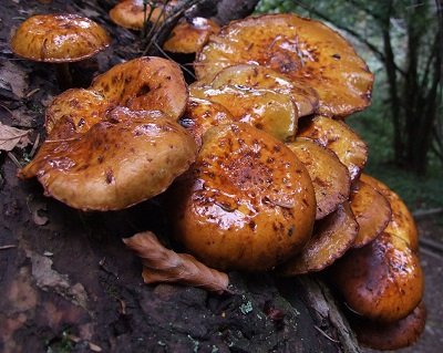 Pholiota adiposa