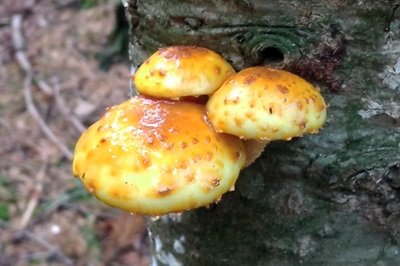 Pholiota aurivella