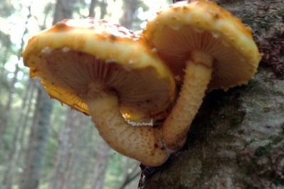 pholiota-aurivella