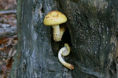 pholiota-aurivella