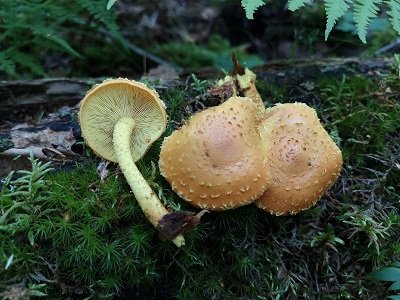 Pholiota flammans