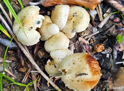pholiota-gummosa1