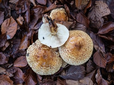 Pholiota jahnii