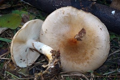 Pholiota lenta