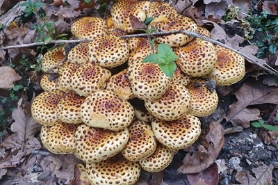 Pholiota squarrosa