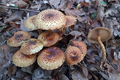 pholiota-squarrosa