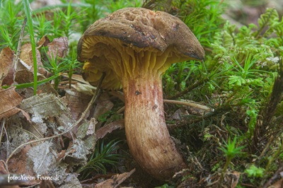 phylloporus-pelletieri1