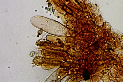 phylloporus-pelletieri12