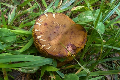 phylloporus-pelletieri2