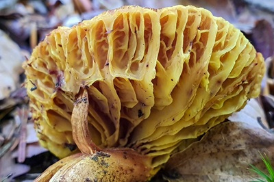 phylloporus-pelletieri5