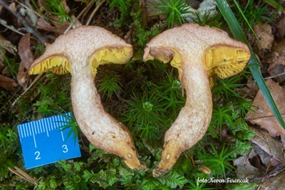 phylloporus-pelletieri6
