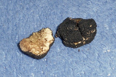 Picoa juniperi