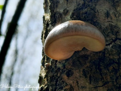 pleurotus-calyptratus3