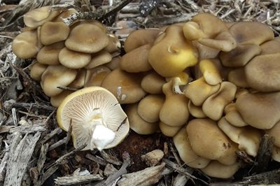 Pleurotus citrinopileatus