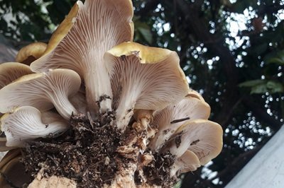 pleurotus-citrinopileatus