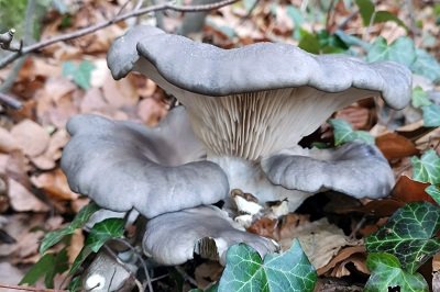 Pleurotus columbinus