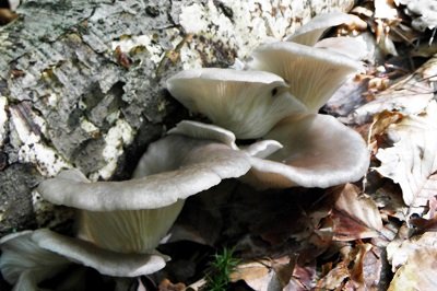 pleurotus-columbinus