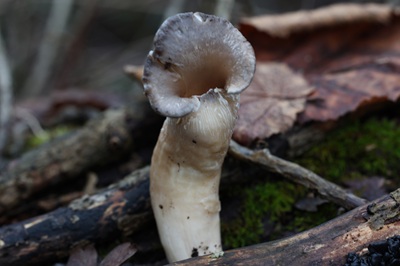 pleurotus-cornucopiae1