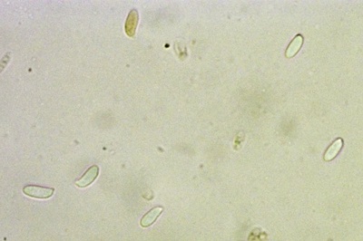 pleurotus-cornucopiae10