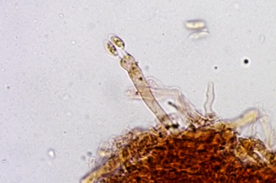 pleurotus-cornucopiae11