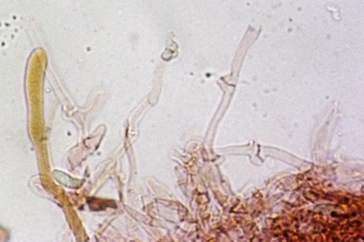 pleurotus-cornucopiae12