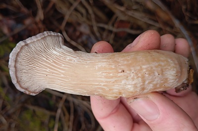 pleurotus-cornucopiae3