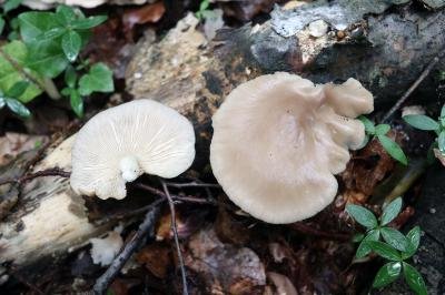 Pleurotus ostreatus