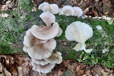 pleurotus-ostreatus