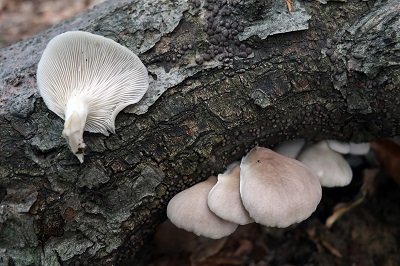 pleurotus-ostreatus