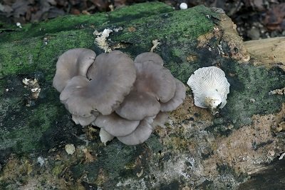 pleurotus-ostreatus