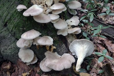 Pleurotus pulmonarius