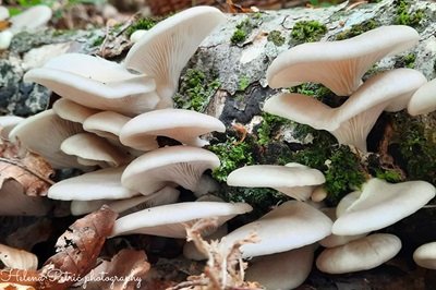 pleurotus-pulmonarius