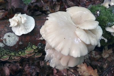 pleurotus-pulmonarius