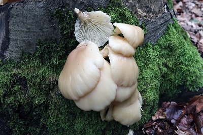 pleurotus-pulmonarius