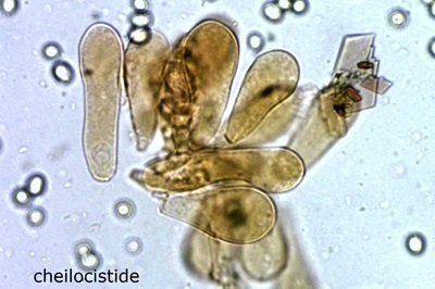 pluteus-cervinus7