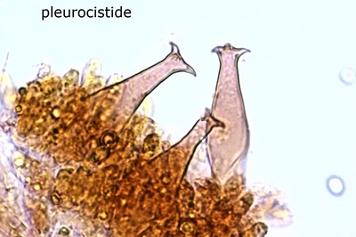 pluteus-cervinus9