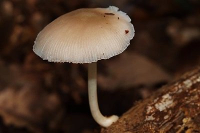 Pluteus inquilinus