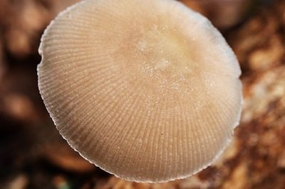 pluteus-inquilinus1