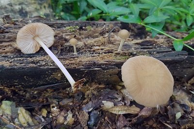 Pluteus plautus