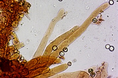 pluteus-romellii12