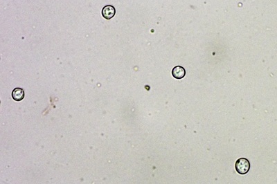 pluteus-romellii6